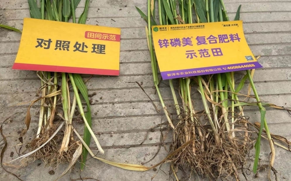 茎秆和根系对比：示范田根系更多， 且茎秆更粗壮.jpg