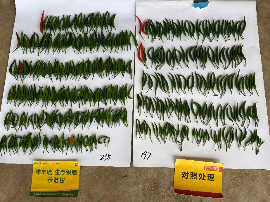 观摩会当天辣椒产量对比.jpg