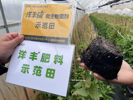 2月24日，使用7天后，有新根长出。.jpg