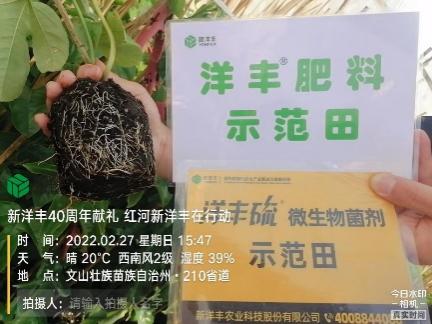 2月27日，使用10天后，根系已恢复正常生长，根系发达。.jpg