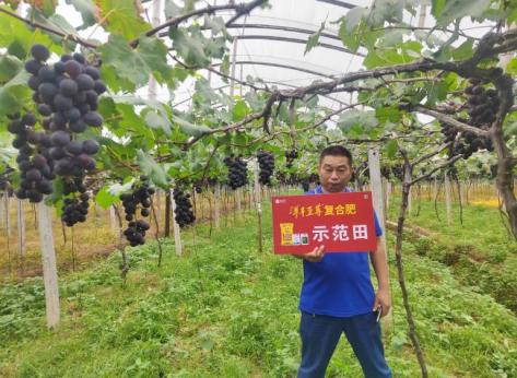 示范葡萄着色更早、着色更均匀.jpg